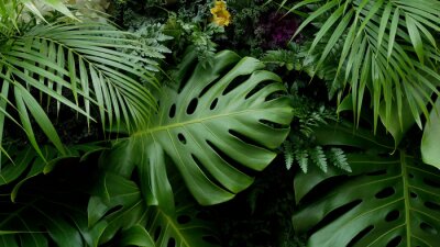 Fotobehang Groene monstera planten