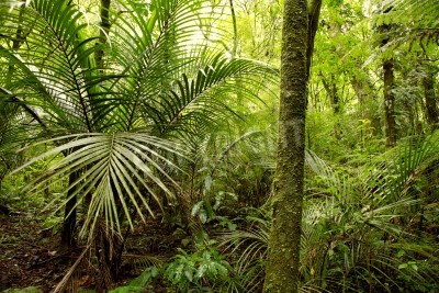 Fotobehang Groene natuur en palmbomen in de jungle