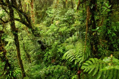 Fotobehang Groene natuur in een jungle
