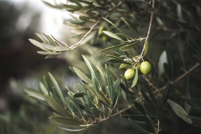 Fotobehang Groene olijfboom in Marokko