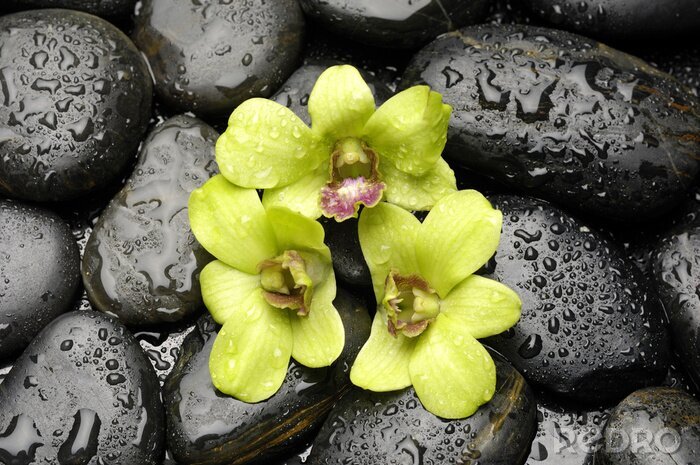 Fotobehang Groene orchidee en zen stenen met water druppel