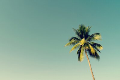 Groene palm tegen de lucht