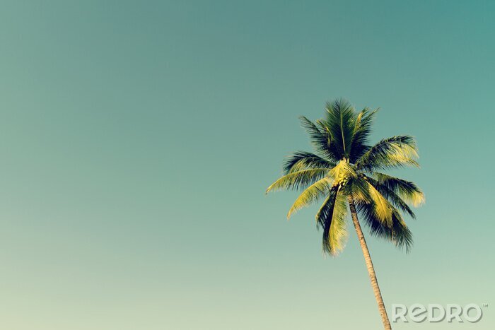 Fotobehang Groene palm tegen de lucht
