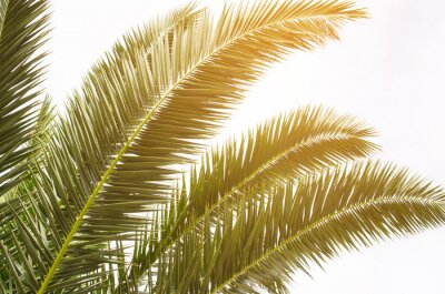 Fotobehang Groene palmbladeren