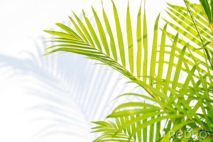 Fotobehang Groene palmbladeren en schaduw