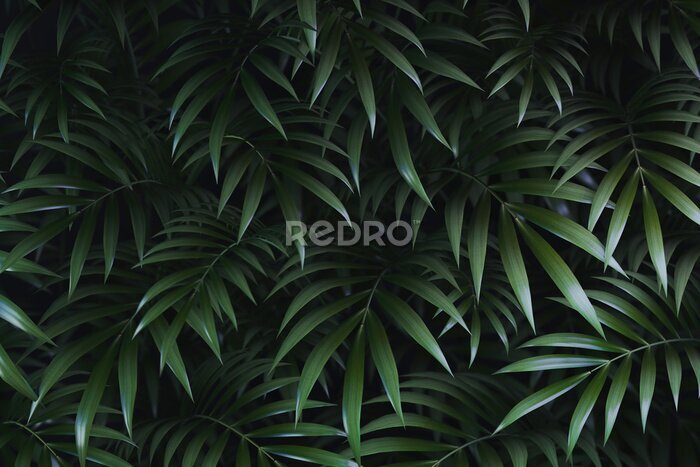 Fotobehang Groene palmbladeren op een donkere achtergrond