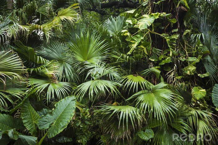 Fotobehang Groene palmbladeren tropische jungle