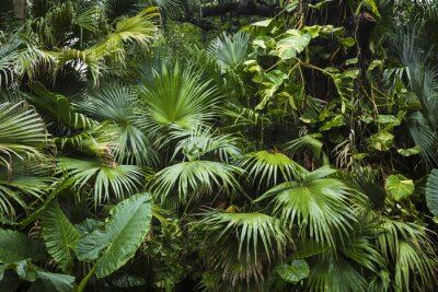 Fotobehang Groene palmbladeren tropische jungle