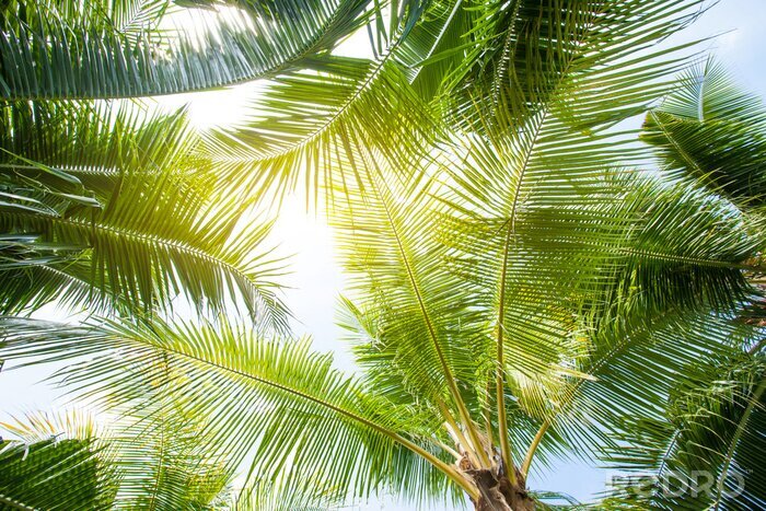 Fotobehang Groene palmbomen