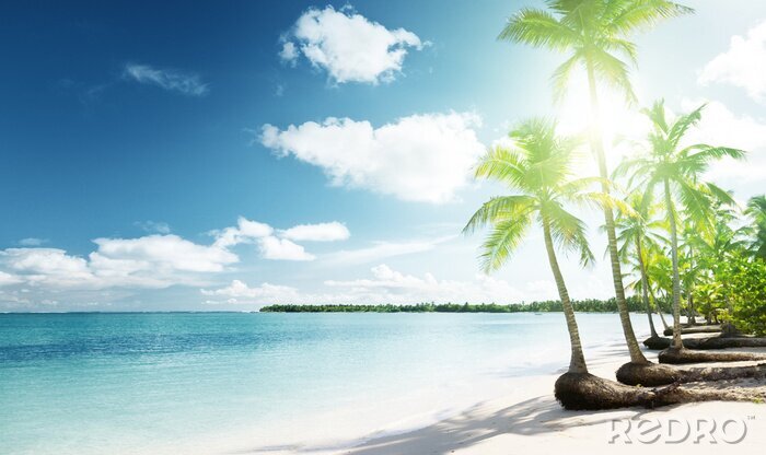 Fotobehang Groene palmbomen aan de tropische zee