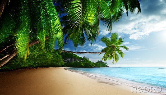 Fotobehang Groene palmbomen bij de zee