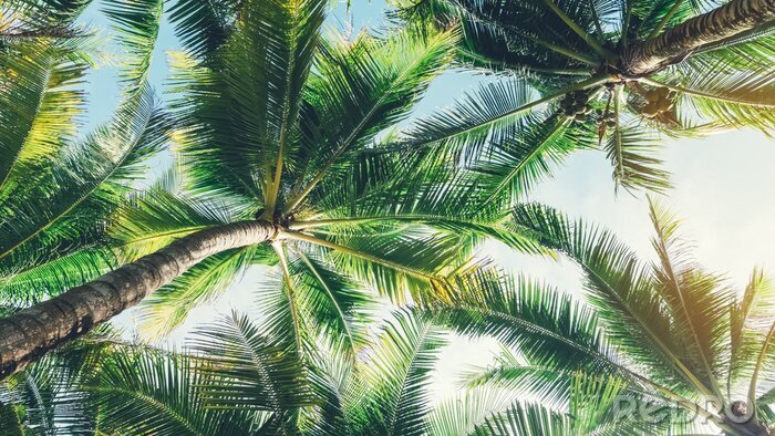 Fotobehang Groene palmbomen op een achtergrond van de lucht