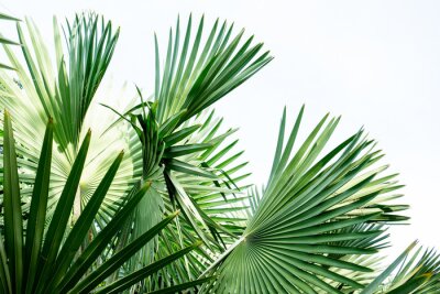 Groene palmboom bladeren