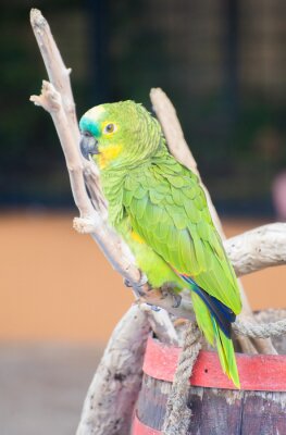 Fotobehang Groene papegaai op een tak