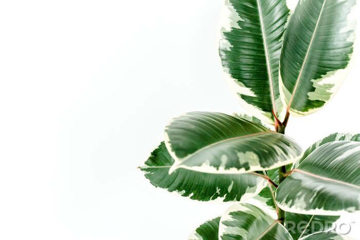 Fotobehang Groene plant op witte achtergrond