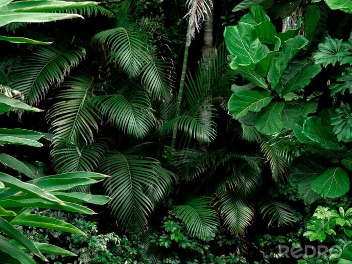 Fotobehang Groene planten in de jungle
