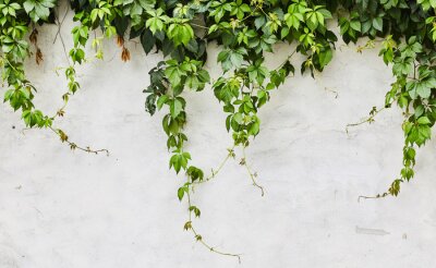 Fotobehang Groene planten kronkelend op de muur