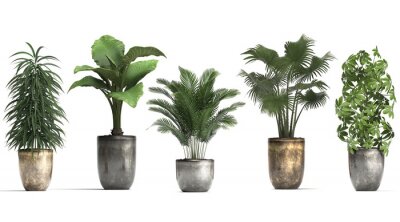 Fotobehang Groene potplanten