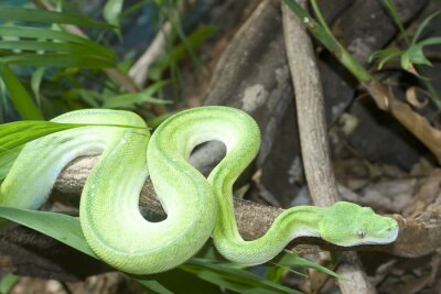 Groene python in het bos