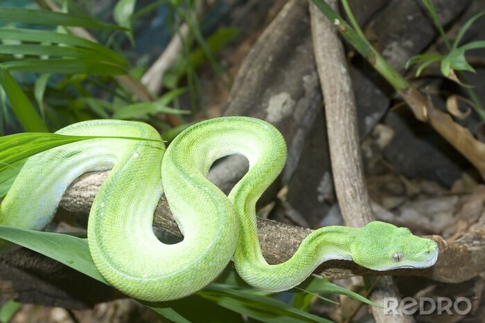 Fotobehang Groene python in het bos