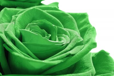 Fotobehang Groene roos op een witte achtergrond