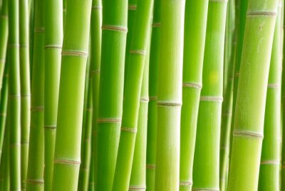 Fotobehang Groene stengels van bamboe