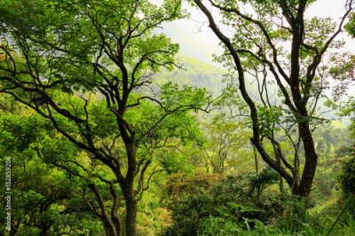 Fotobehang Groene takken van bomen