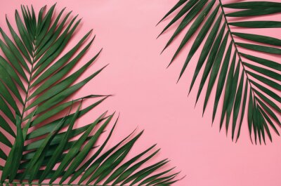 Groene tropische palmbladeren op roze achtergrond