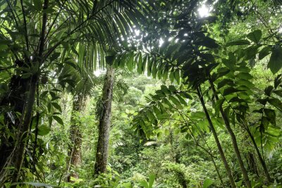 Fotobehang Groene vegetatie van de jungle