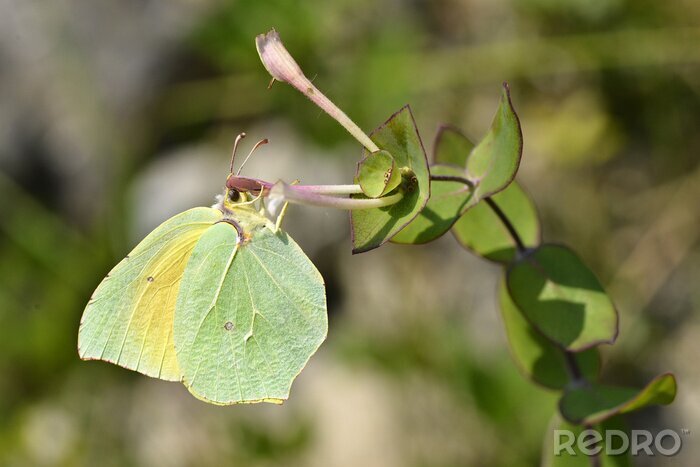 Fotobehang Groene vlinder op een plant