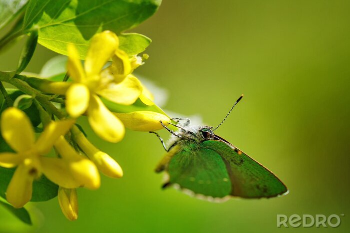 Fotobehang Groene vlinder op gele bloemen