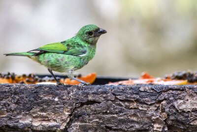 Fotobehang Groene vogel op het hout