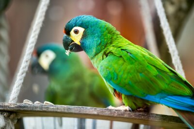 Fotobehang Groene vogels in een kooi