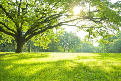 Fotobehang Groene weide in de zon