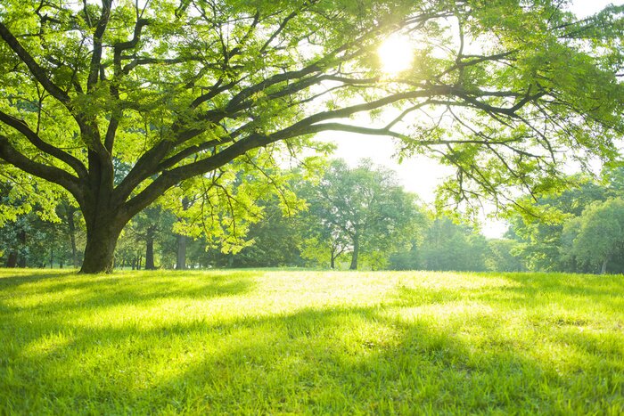 Fotobehang Groene weide in de zon