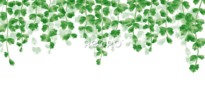 Fotobehang Groene wijnstokken met bladeren die erboven hangen