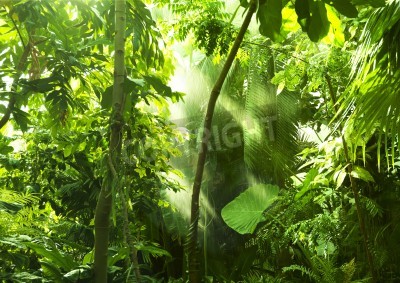Fotobehang Groene wilde planten uit de jungle