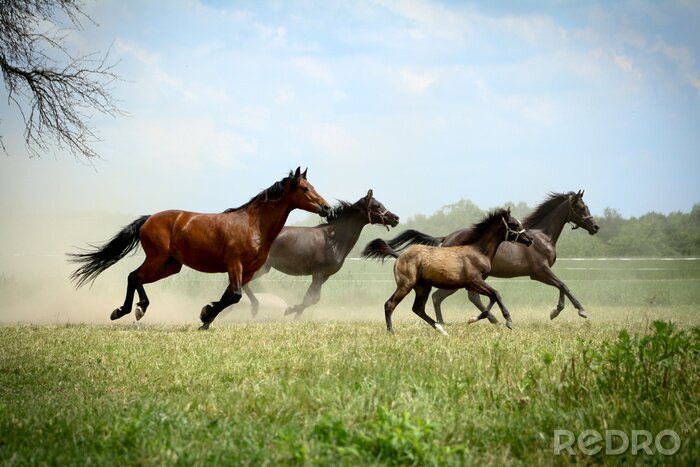Fotobehang Groep dieren in galop