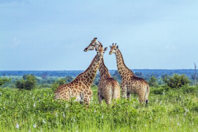 Fotobehang Groep dieren staan in het groene gras