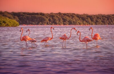 Fotobehang Groep flamingo's wadend in het water
