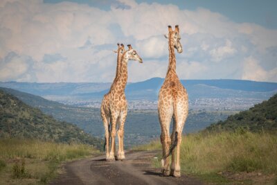 Fotobehang Groep giraffen op de weg