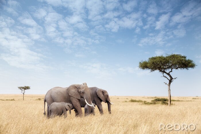 Fotobehang Groep olifanten bij een boom
