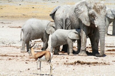 Fotobehang Groep olifanten bij het water