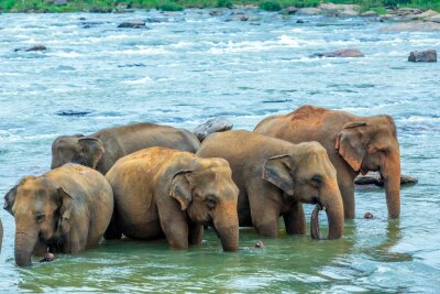 Fotobehang Groep olifanten in het water