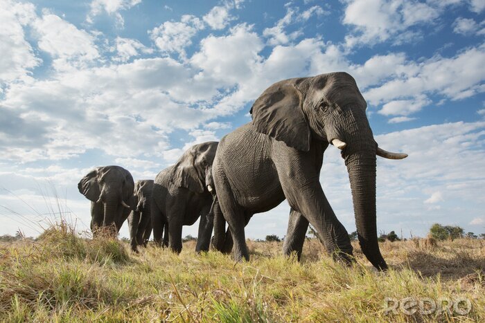 Fotobehang Groep olifanten tegen de hemel