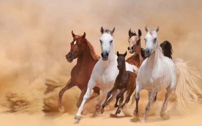 Fotobehang Groep paarden in de woestijn