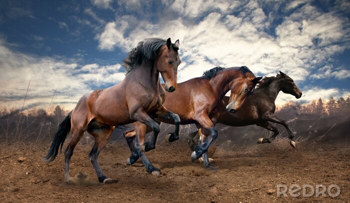 Fotobehang Groep paarden loopt in zand