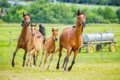 Fotobehang Groep rennende paarden in een paddock
