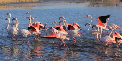 Fotobehang Groep roze flamingo's in het water