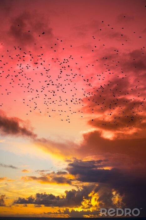 Fotobehang Groep vogels bij zonsondergang